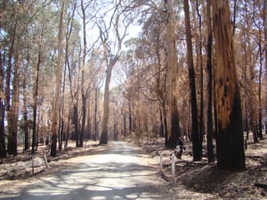 Kumama Rd between Batlow & Tumby