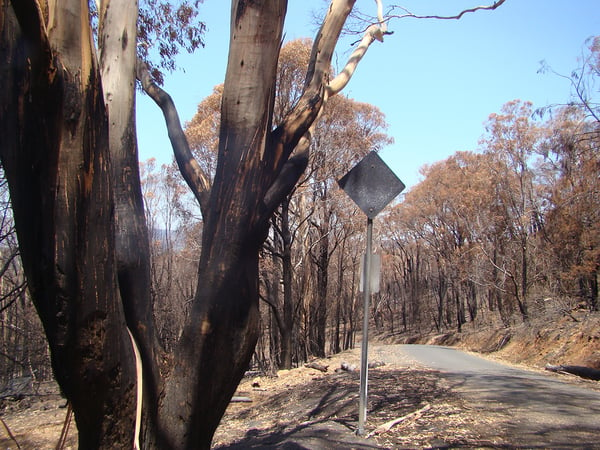 Road to lookout